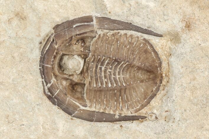 Ventral Cordania Trilobite - Black Cat Mountain, Oklahoma #209152